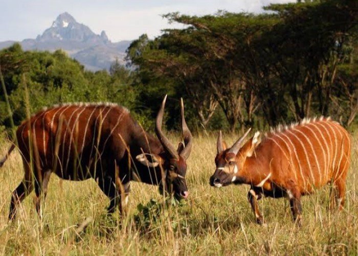 5 Nights Samburu – Masai Mara Intrepids Flying Safari